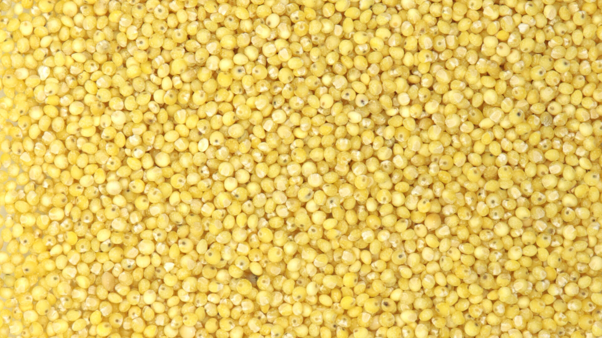 Millet décortiqué - Céréales & légumineuses