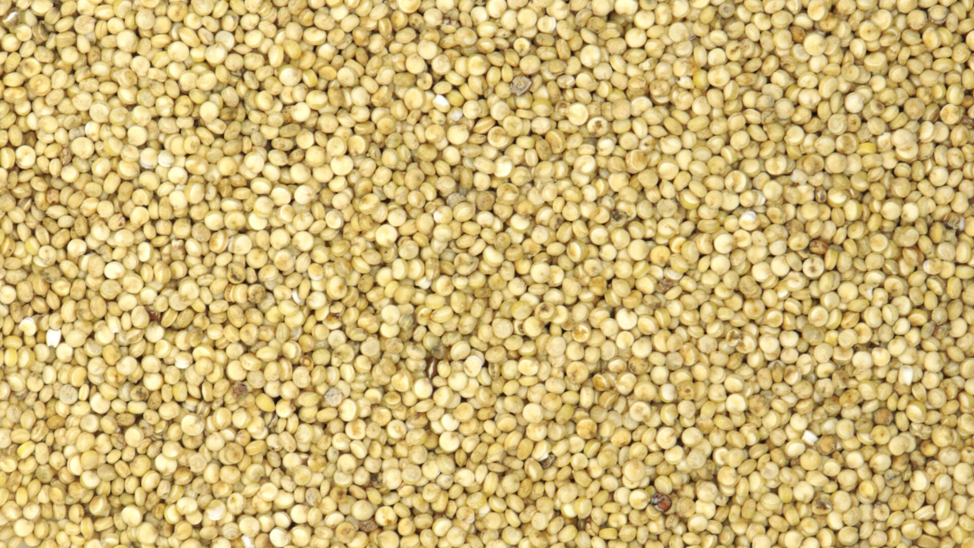 Quinoa blanc - Céréales & légumineuses