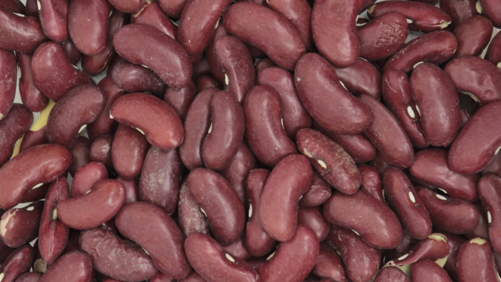 Haricots rouges - Céréales & légumineuses