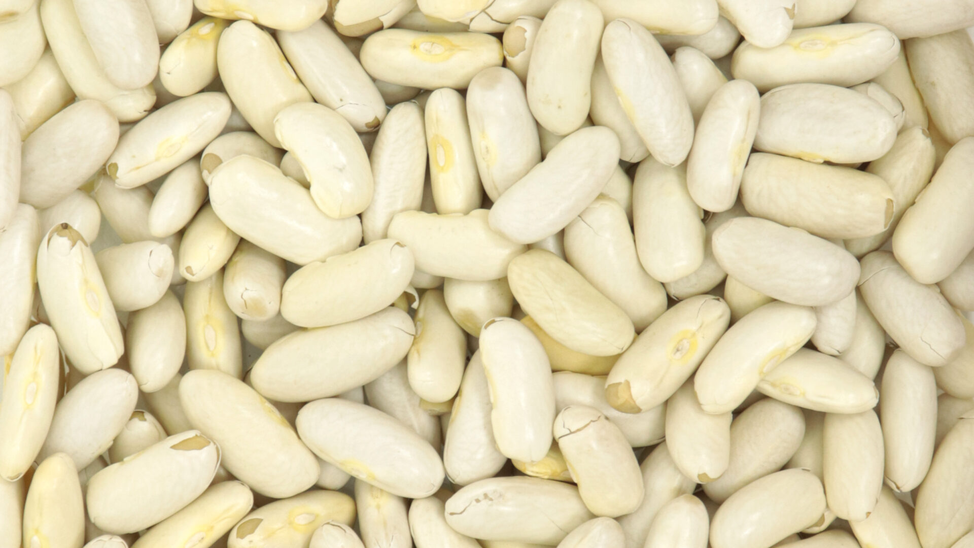 Haricots blancs lingots - Céréales & légumineuses