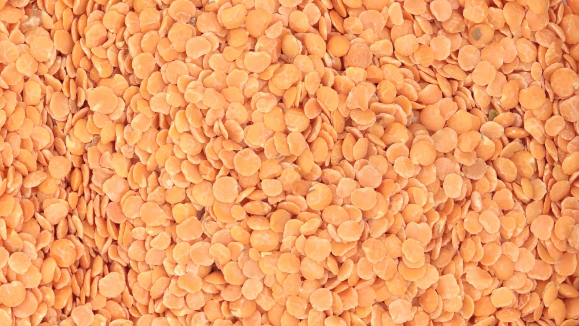 Lentilles corail - Céréales & légumineuses