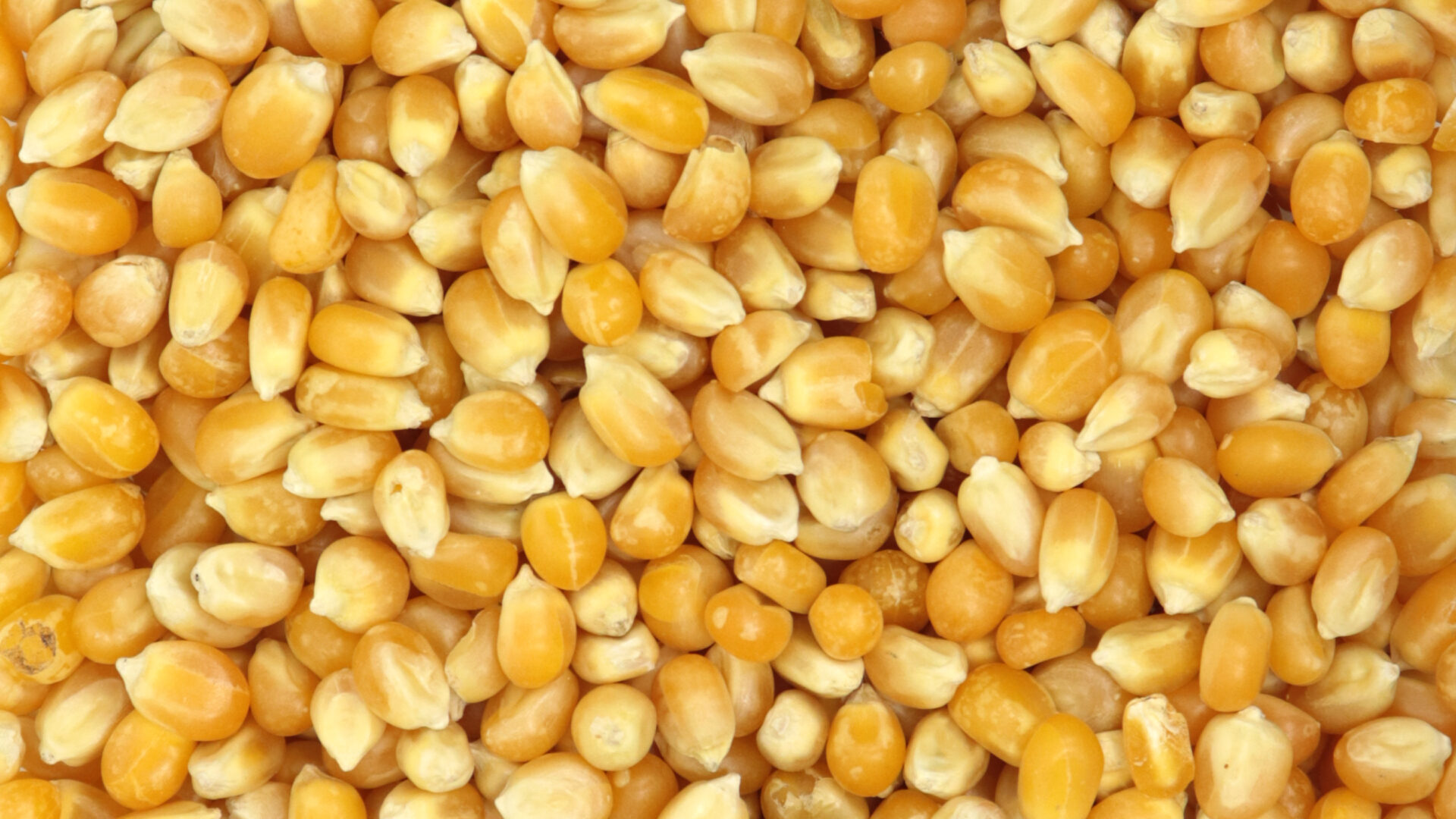 Maïs à pop corn - Biscuits & confiseries, Fruits secs & apéritifs