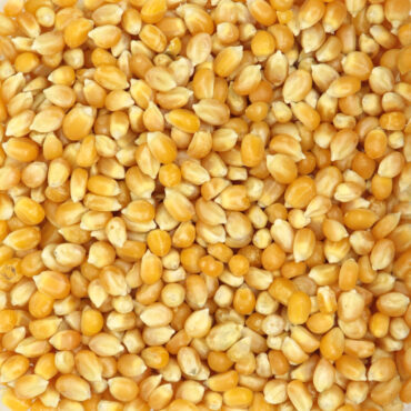 Maïs à pop corn - Biscuits & confiseries, Fruits secs & apéritifs